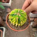 Echinofossulocactus multicostatus f. variegata Live Cactus
