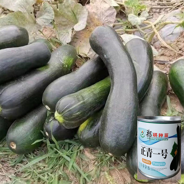 Zhengqing No.1 Pumpkin, 20 Grams Tin Can Packed Seeds