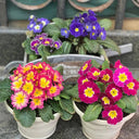 English Primrose Seeds, 200 Seeds