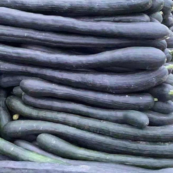 Black Oxleg Black Honey Pumpkin, 10 Seeds