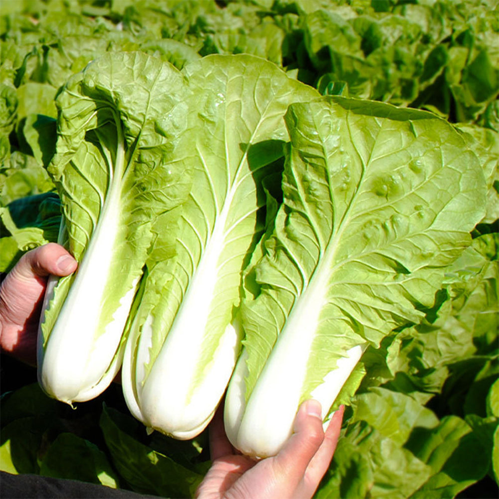 All-season Fast-growing Bok Choy