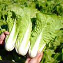 All-season Fast-growing Bok Choy