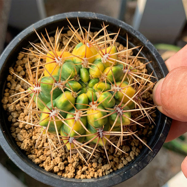Variegated Gymnocalycium baldianum Live Cactus
