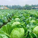 Green Treasure Cabbage Seeds, 5 × 200-seed Bags