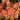 Oxalis 'Rococo', 2 Bulbs
