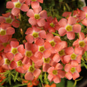 Oxalis 'Rococo', 2 Bulbs
