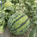 "Bingchuan Meidu" Watermelon Seeds, 20 Seeds