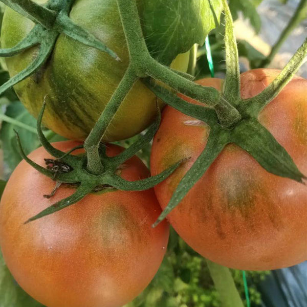 Yashu No.11 Tomato Seeds, 100 Seeds