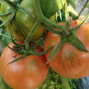 Yashu No.11 Tomato Seeds, 100 Seeds