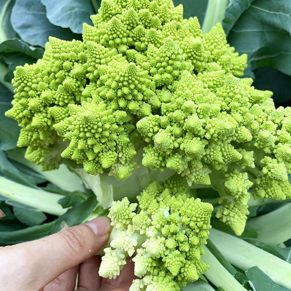 Green Romanesco, 10 Coated Seeds