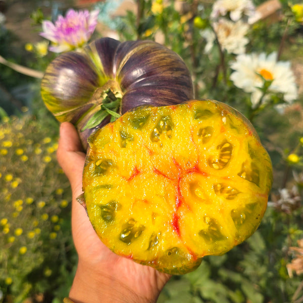 998 Eden Selection No. 9 F6 Tomato, 5 Seeds