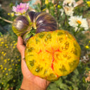 998 Eden Selection No. 9 F6 Tomato, 5 Seeds