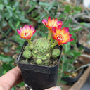 Aylostera 'Karel' Cactus, 2-3cm