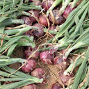 Royal Amethyst' Purple Onion Seeds, 5g