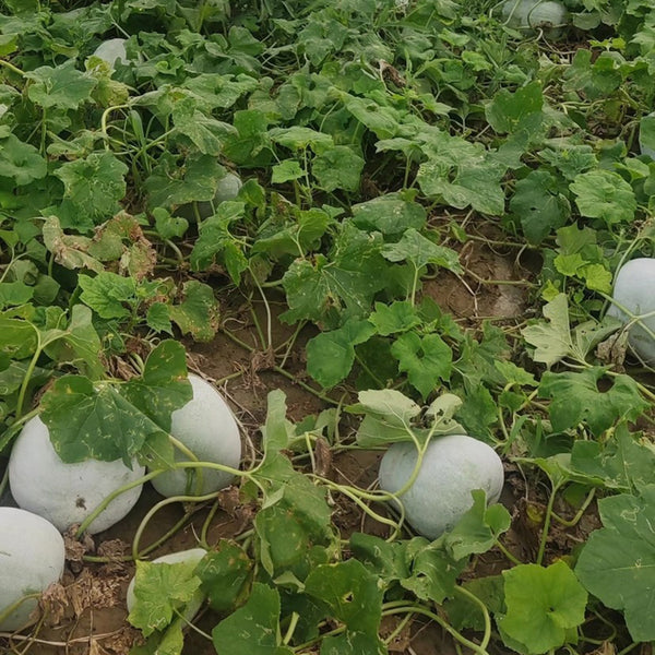 Jiemei Pink Skin Winter Melon Seeds, 50 Seeds
