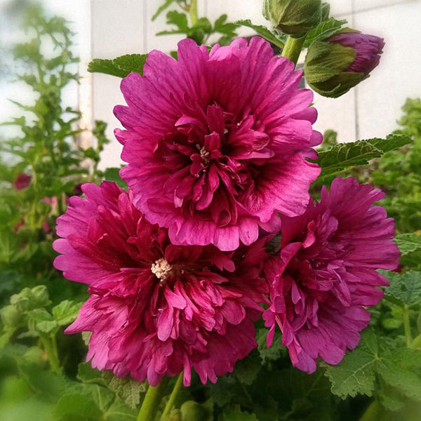 Lilac Rose Hollyhock (Alcea rosea L.) Seeds, 200 Seeds