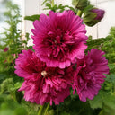 Lilac Rose Hollyhock (Alcea rosea L.) Seeds, 200 Seeds
