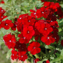 Scarlet Annual Phlox, 100 Seeds