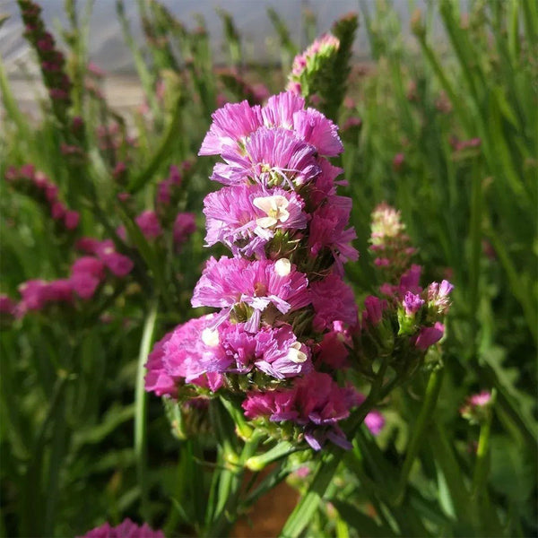 Wavyleaf Sea Lavender (Purple-red) Seeds, 200 Seeds