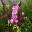 Wavyleaf Sea Lavender (Purple-red) Seeds, 200 Seeds