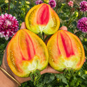 1118 Elegant Honey Tomato, 5 Seeds