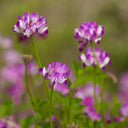 Chinese Milkvetch, 150 Coated Seeds