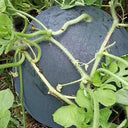 'Golden Obsidian' Seedless Watermelon Seeds, 20 Seeds