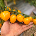 759 Tennessee Surprise Yellow Cream Oval Tomato, 5 Seeds