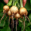 Yellow Cherry Radish, 10g