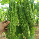 'Saibilu' Bitter Melon Seeds, 50g