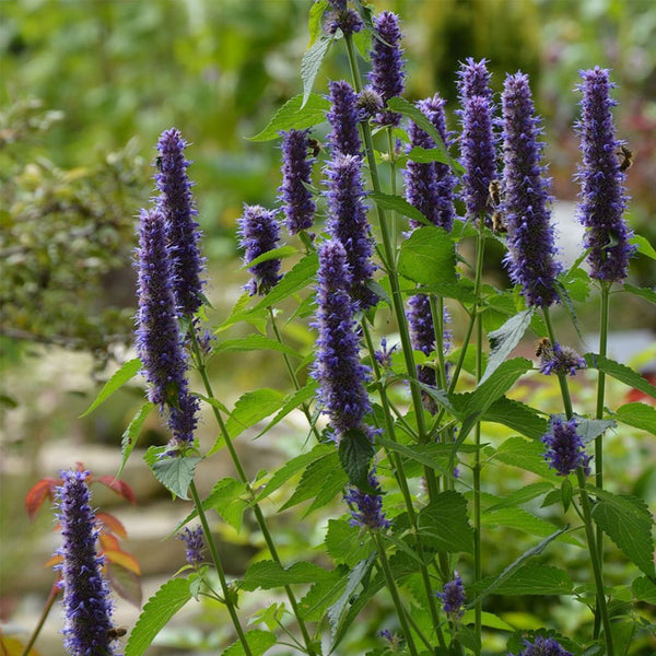 Korean mint (Agastache rugosa) Seeds, 300 Seeds