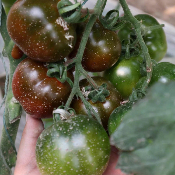Purple Peach Tomato, 5 Seeds