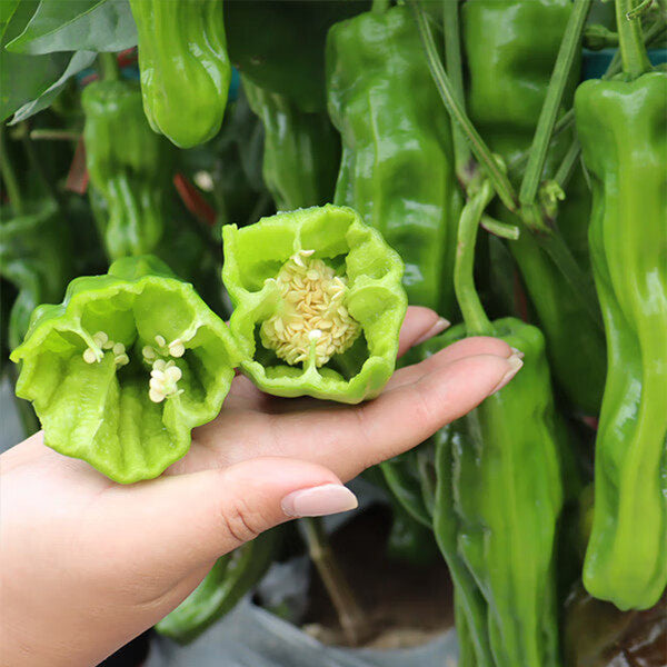 'Zhongjiao Bopila No.1' Pepper, 100 Seeds