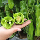 'Zhongjiao Bopila No.1' Pepper, 100 Seeds