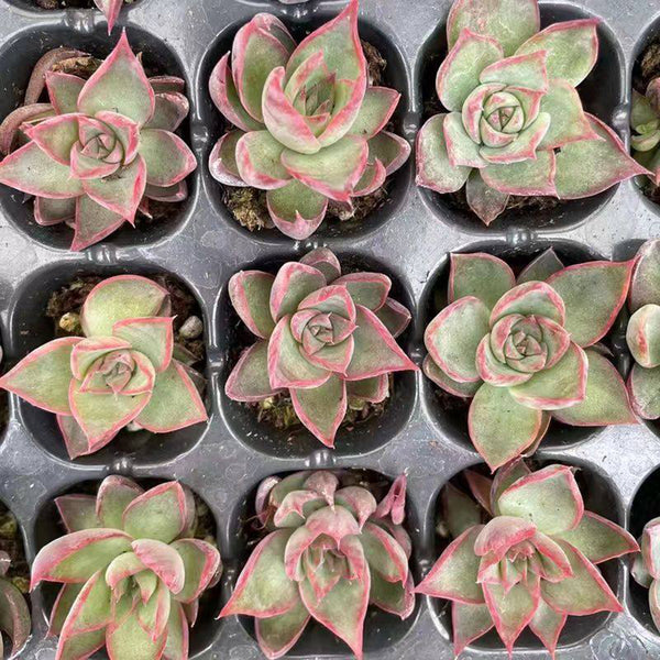 Echeveria cv. 'Fairy of Stunning Grace', 2pcs x 1-head