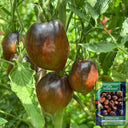 Cosmic Heart Rebel Space Warrior Tomato, 5 Seeds