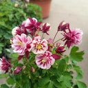 Hezhichun Aquilegia 'Crown Jewels Mixed' Seeds, 1g