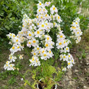 Poor man's Orchid (Schizanthus pinnatus) Seeds, 200 Seeds