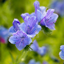 Viper's Bugloss Seeds, 200 Seeds