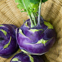 U2616 Purple Fruit Kohlrabi F1, 5 Grams ≈ 800 Seeds