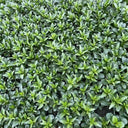Meiqi No.1 Sweet Choy Sum Seeds, 10g