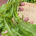 Broad-leaved Shepherd's Purse Seeds, 10g