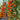 943 Suzland Ladyfinger Cookie Tomato, 5 Seeds