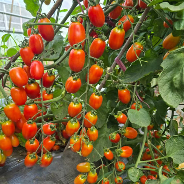 943 Suzland Ladyfinger Cookie Tomato, 5 Seeds