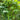 Winged Bean, 100 Seeds