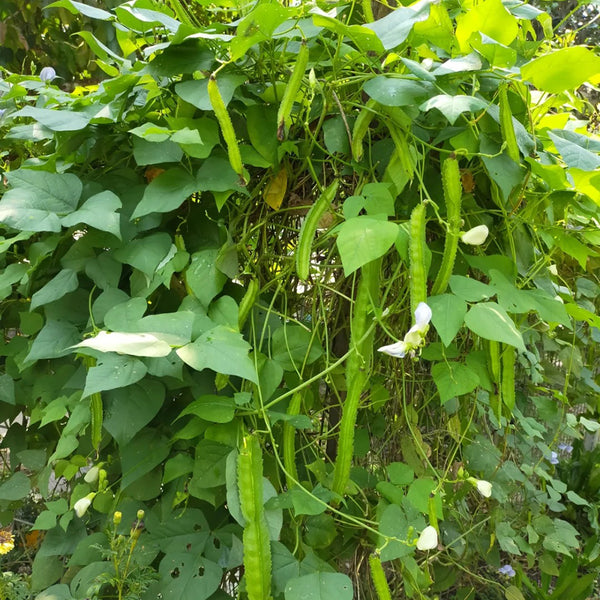 Winged Bean, 100 Seeds
