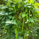 Winged Bean, 100 Seeds