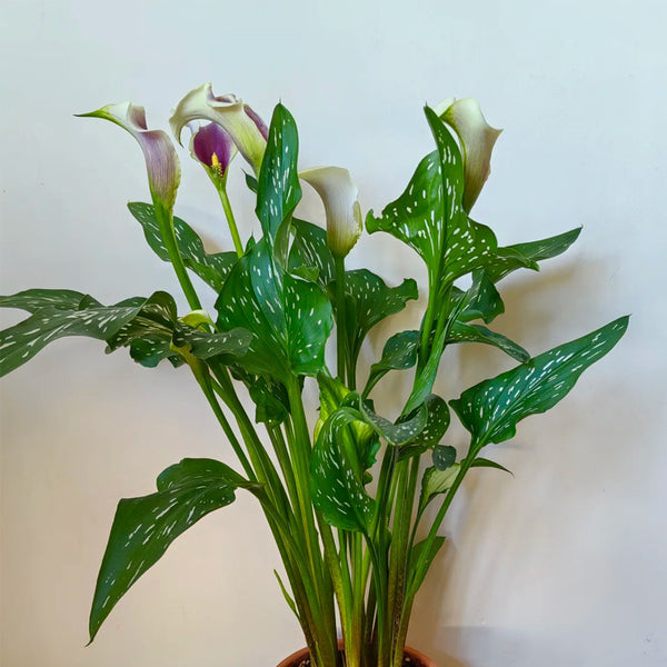 'Picasso' Calla Lily, 16/18cm Circumference, 1 Bulb