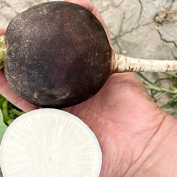 Black Skin Cherry Radish Seeds, 2g