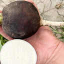 Black Skin Cherry Radish Seeds, 2g